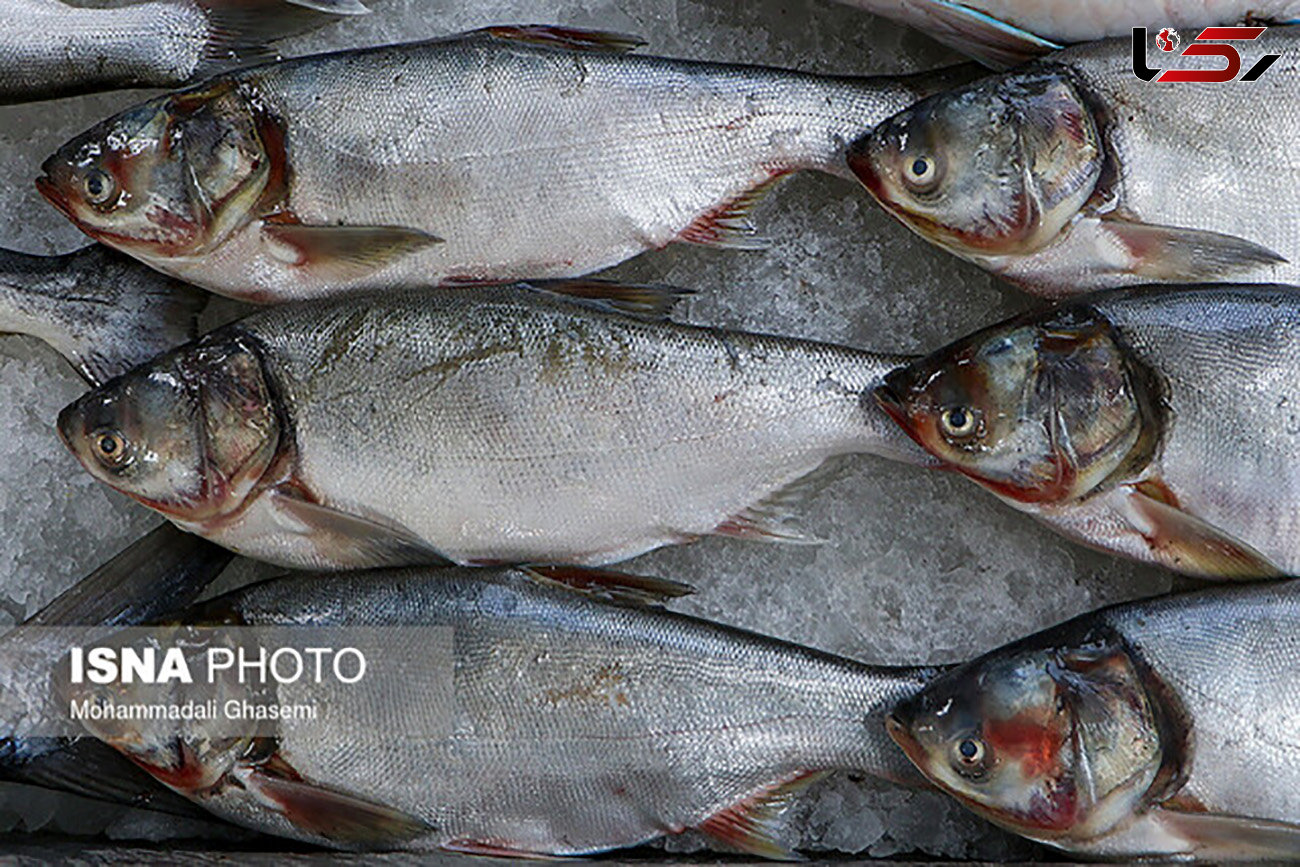 افزایش 70 درصدی قیمت ماهی و کنسرو ماهی!