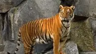 تلخی اسارت در دل طبیعت الیمالات / ببرهایی که غمگین‌ ترین تصویر سفر بودند + فیلم