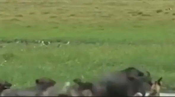 فیلم حمله یک گله سگ وحشی به گوزن یالدار  