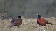 سرشماری پاییزی قرقاول‌ها در زیستگاه‌های اردبیل آغاز شد