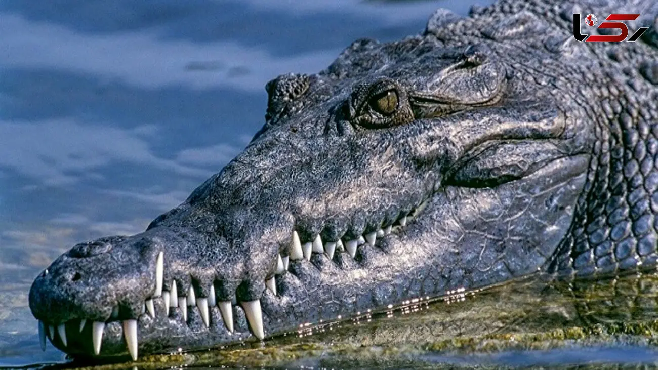 مهربانی تمساح با جسد پسربچه گمشده ! / جسد محمد را سالم تحویل داد + فیلم  باورنکردنی