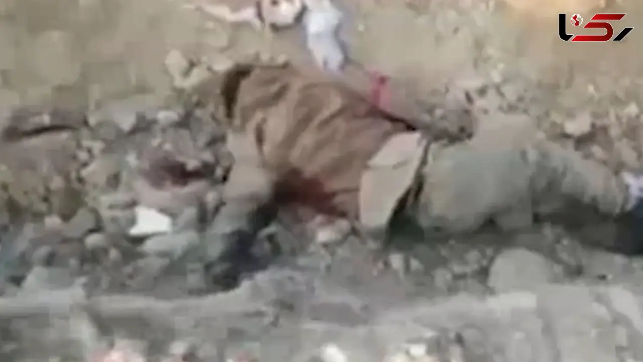 انتشار فیلم اجساد داعشی ها / آنها هنوز  وحشتناک هستند