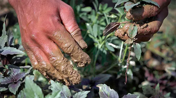 آبیاری مزارع کاشت برنج جنوب تهران با پساب فاضلاب/ کشاورزان در مزارع کاشت سبزی تخلف می کنند