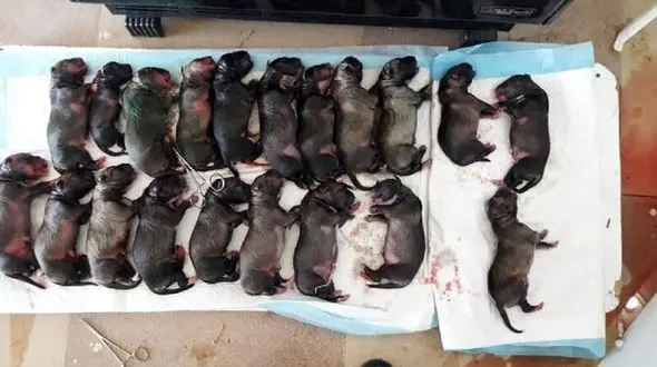 عکس / یک سگ ۲۰ توله زایید/ در دامپزشکی مریوان رخ داد