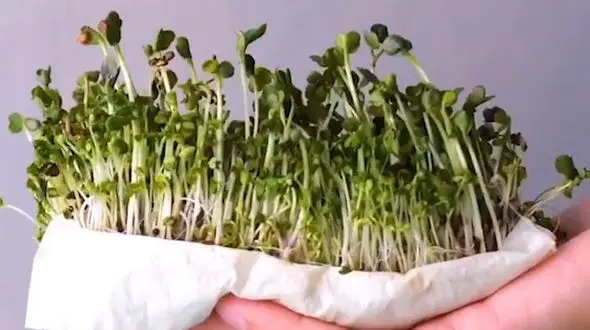 بامزه ترین روش های کاشت انواع گیاهان + فیلم