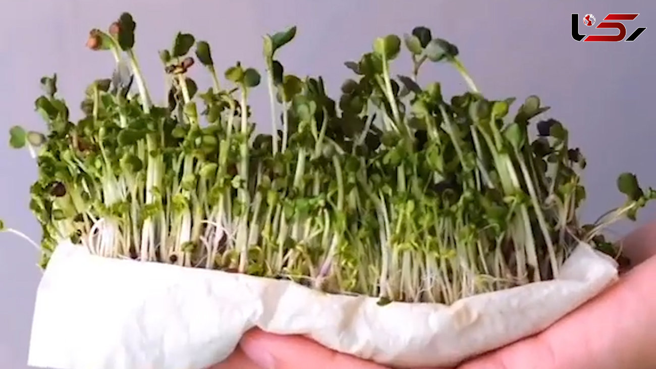 بامزه ترین روش های کاشت انواع گیاهان + فیلم