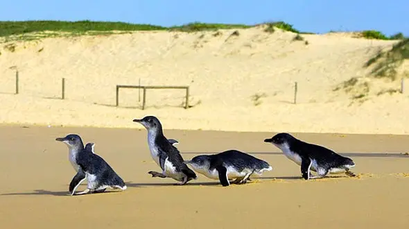 راه سرپوشیده برای کوچکترین پنگوئن جهان