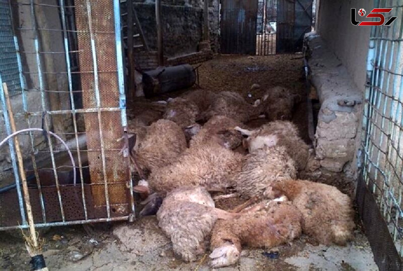 تلف شدن 17 گوسفند با علوفه آلوده در مهربان