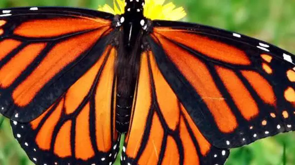 از درخشش پروانه زیر نور آفتاب تا کمک اردک به ماهی