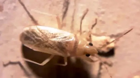 کانون فعالیت حشره "سنک" کشور ترکمنستان است/ این حشره  ناقل نیست و کاملا بی‌خطر 

