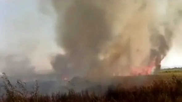 نیزارهای تالاب "زریبار" 8 ساعت سوخت / استان کردستان بالگرد آبپاش ندارد + فیلم