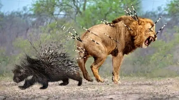 فیلم خارپشتی که یک تنه حریف چند شیر شد! 