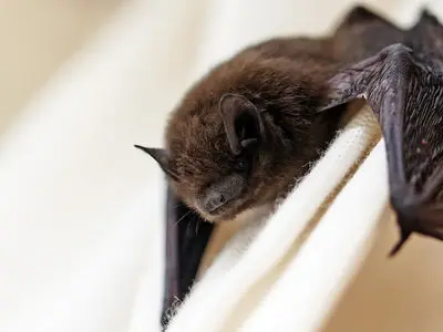 خفاش‌ها ممکن است به عامل غیرمنتظره بعدی در گسترش جهانی آنفلوانزای مرغی تبدیل شوند