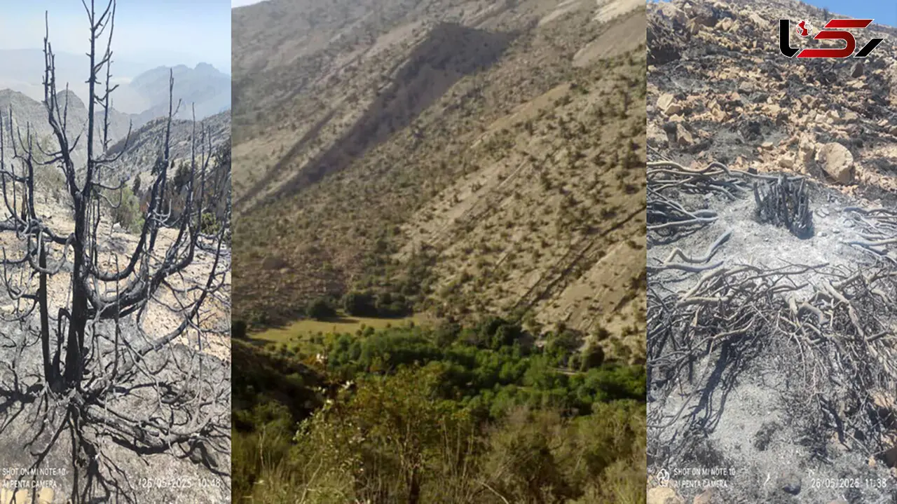 فیلم لحظه بازداشت پیرمردی که در تهران آتش افروزی کرد تا همه بترسند !