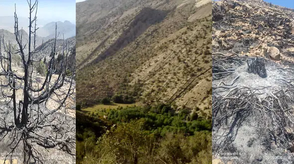 آتش‌سوزی در ارتفاعات هماگ بندرعباس؛ بسیج بی‌سابقه نیروهای امدادی در شرایط صعب‌العبور + فیلم