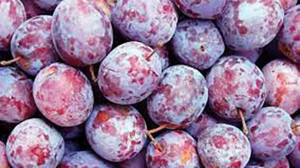 میوه ضد یبوست چیست؟