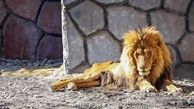 علت مرگ  "ریشا" شیر باغ‌وحش مشهد مشخص شد

