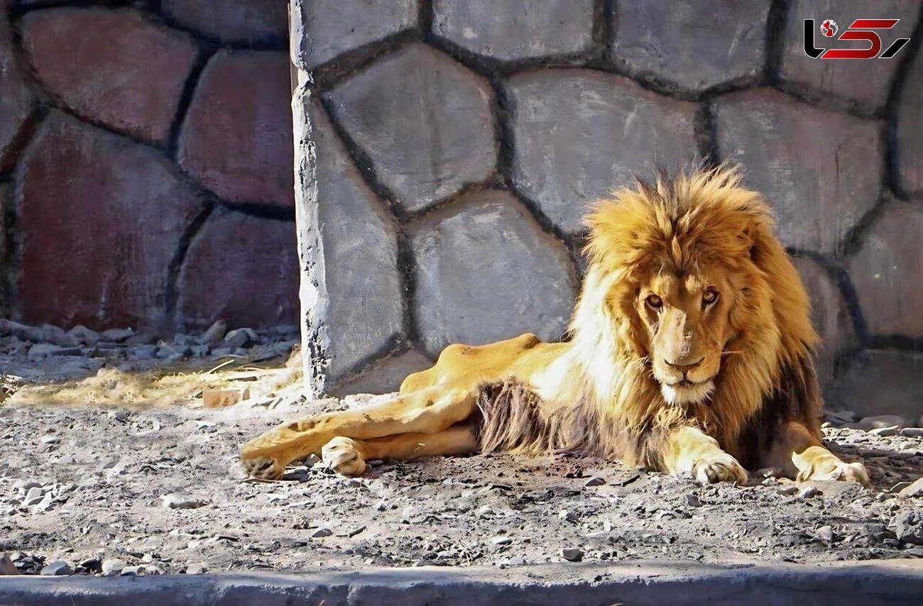 علت مرگ  "ریشا" شیر باغ‌وحش مشهد مشخص شد

