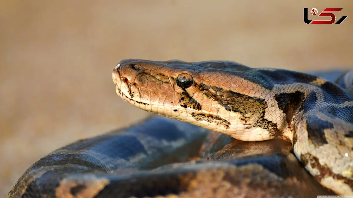 فیلم قدرت گاز گرفتن مار پیتون / حاوی صحنه دلخراش