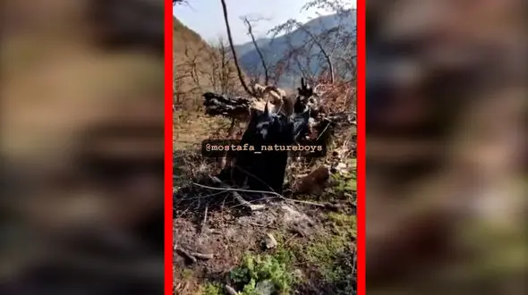 فیلم آتش زدن درخت انجیلی هیرکانی در ارتفاعات بندپی بابل