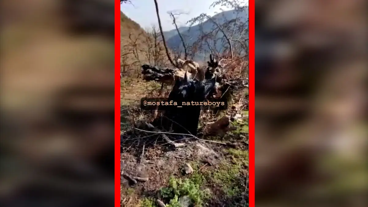 فیلم آتش زدن درخت انجیلی هیرکانی در ارتفاعات بندپی بابل