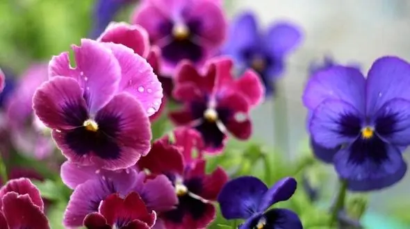 عید آمد و عید آمد وان بخت سعید آمد      