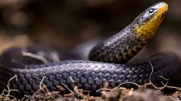 این مارهای عجیب از قبر بازگشته‌اند + عکس