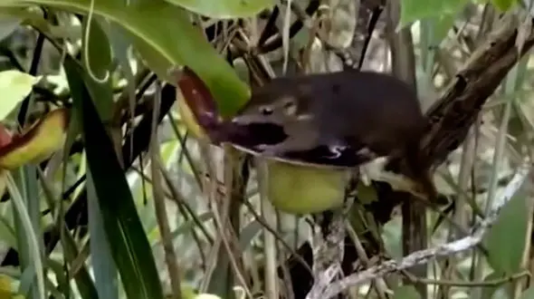 فیلم رابطه شگفت انگیز حیوان و گیاه در جنگل های بارانی