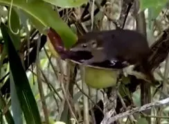 فیلم رابطه شگفت انگیز حیوان و گیاه در جنگل های بارانی