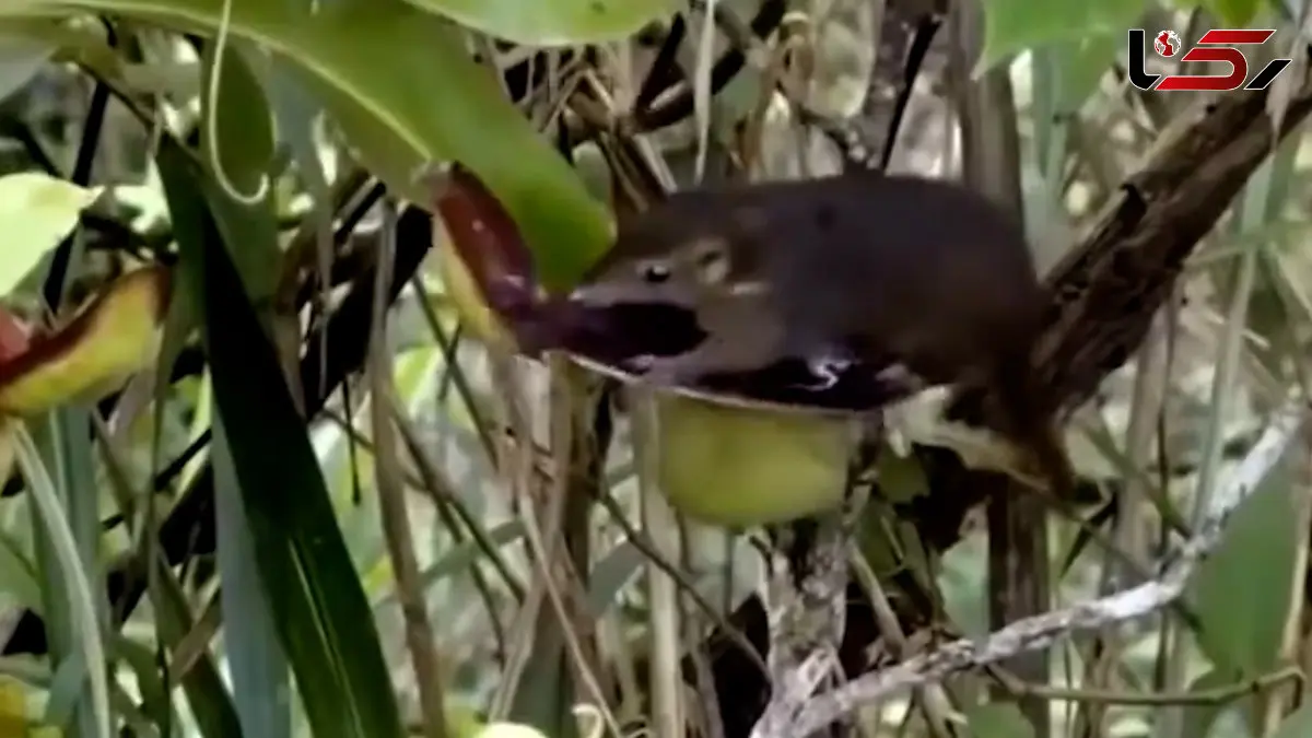 فیلم رابطه شگفت انگیز حیوان و گیاه در جنگل های بارانی