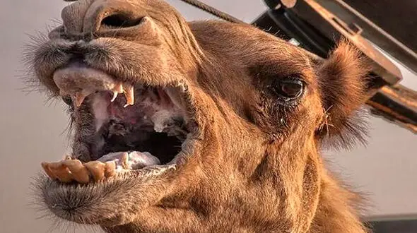 گاز گرفتن شتر کار دست مسئولین باغ وحش داد + عکس