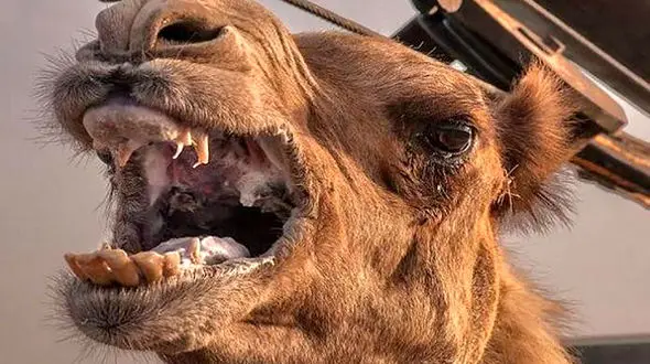 گاز گرفتن شتر کار دست مسئولین باغ وحش داد + عکس