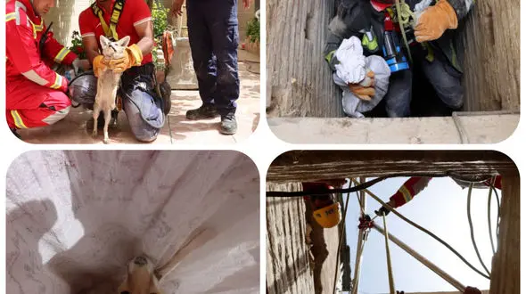 روباه بعد از افتادن در چاه ۱۲ متری زنده ماند