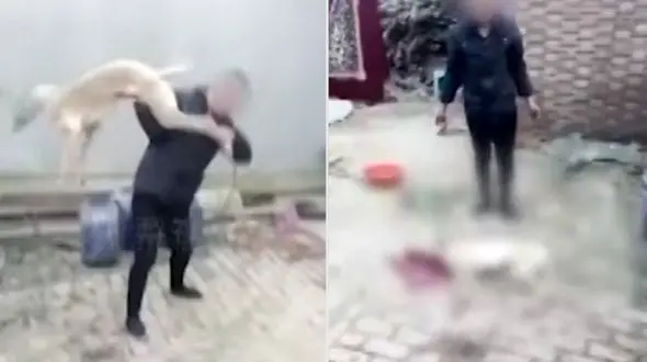 رفتار وحشیانه یک مرد با سگ بازنده، خشم میلیون‌ها نفر را برانگیخت +فیلم( 14+)