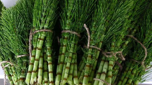 گیاهان کشنده سرطان چیست؟ + اینفوگرافی