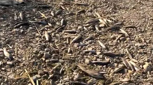 ترکیه آب را به روی ایران بست، هزاران ماهی در ماکو جان دادند + فیلم و عکس 