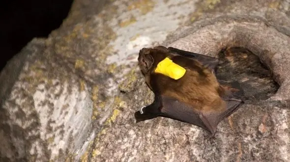 راز شکار فوق‌ العاده خفاش‌ ها در آسمان؛ مثل جنگنده‌ های هوایی!