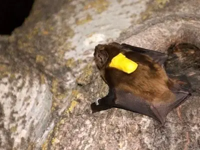 راز شکار فوق‌ العاده خفاش‌ ها در آسمان؛ مثل جنگنده‌ های هوایی!