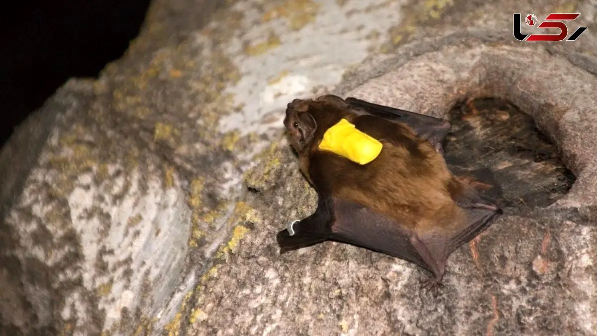 راز شکار فوق العاده خفاش ها در آسمان؛ مثل جنگنده های هوایی!
