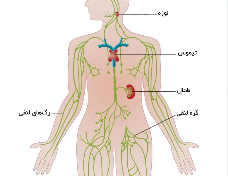 لنف نود چیست؟