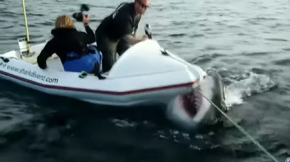 فیلم لحظه حمله کوسه به مستندسازان ! / وحشت از مرگ دردناک !