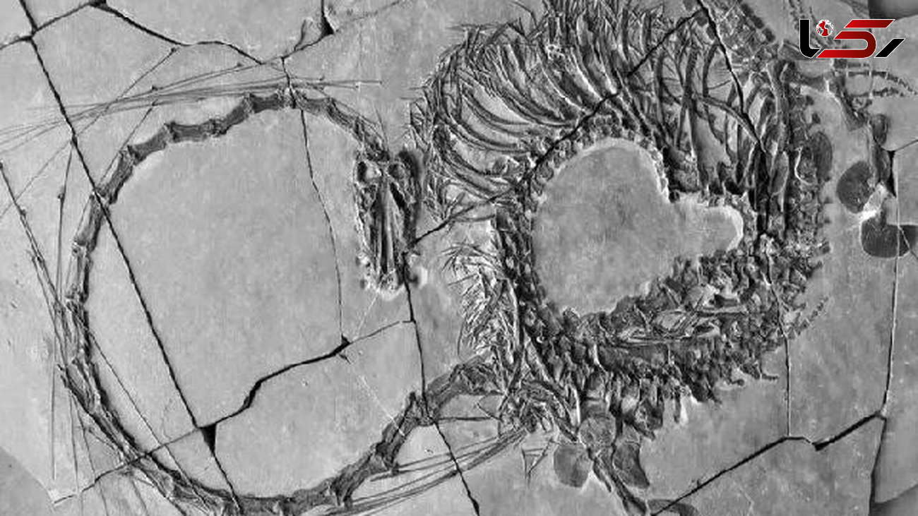 کشف فسیل ۲۴۰ میلیون ساله ملقب به اژدها