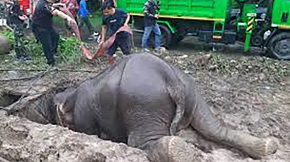 فیلم هیجان انگیز از جدال با مرگ فیل مادر و بچه اش! / دلتان می لرزد