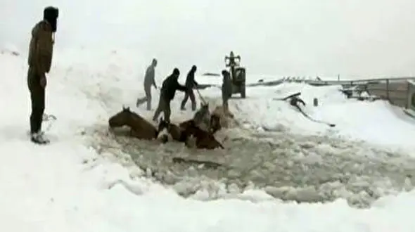 نجات یک گله اسب از داخل رودخانه یخ زده + فیلم