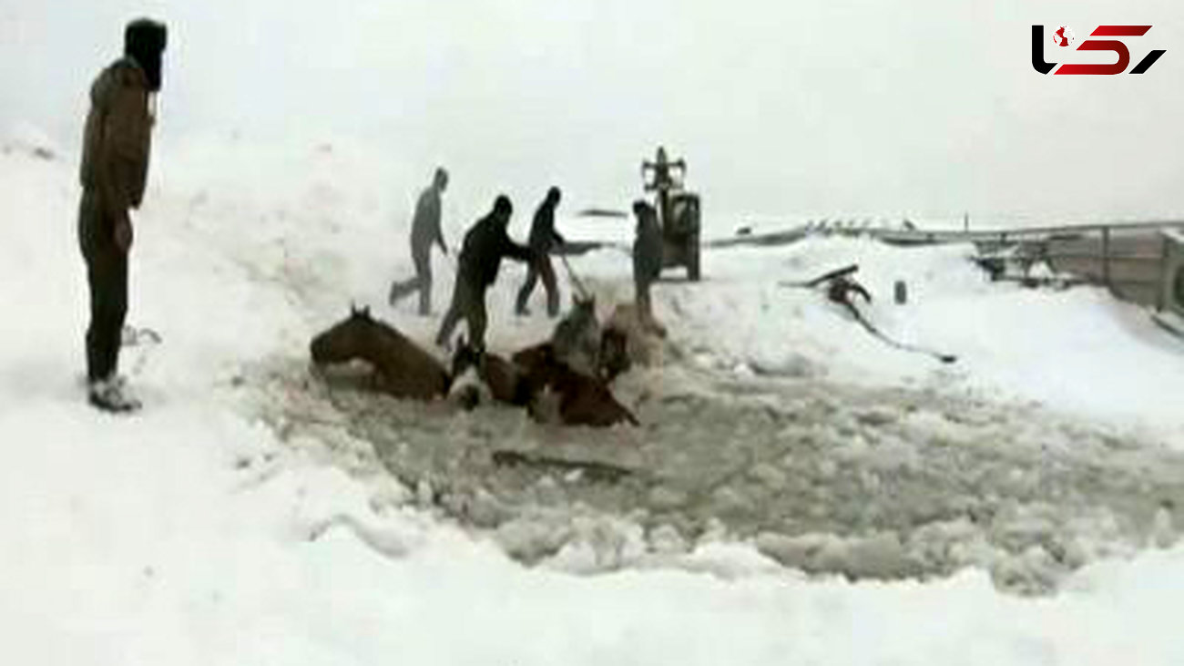 نجات یک گله اسب از داخل رودخانه یخ زده + فیلم