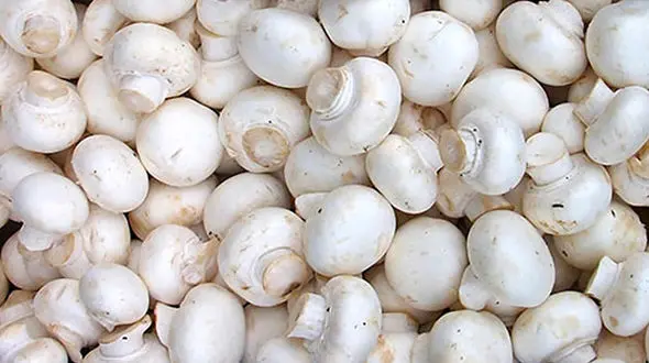 قیمت قارچ و قیمت جوانه در بازار / قارچ دکمه ای هر بسته 30 هزار و 500 تومان