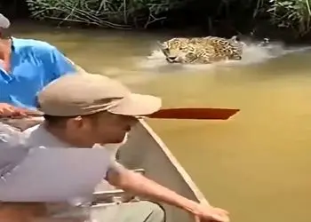 فیلم حیات وحش /  پلنگ خوشگذرونی 3 مرد رو به عزا تبدیل کرد