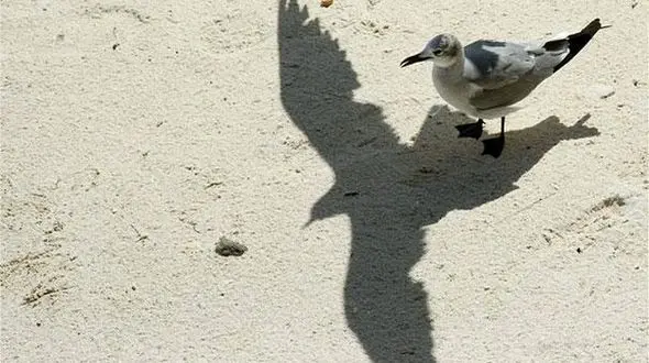 تصاویر زیبا و خیرکننده سایه های متحرک