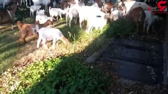 118 بز  ناگهان در وسط شهر + تصویر