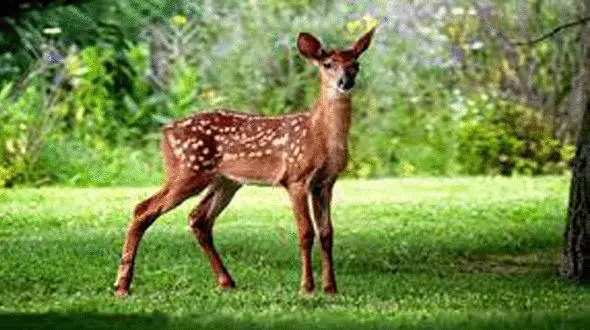 پرش آهو به صورت اسلوموشن + فیلم